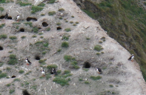 ´Puffins´