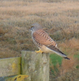 ´Kestrel´